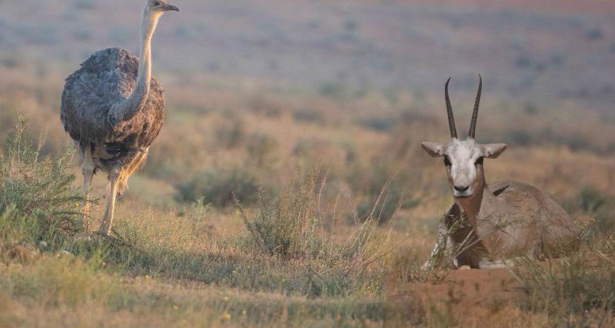 Young Arabian Oryx Safely Settled Back in Its Original Habitat South of Historic …