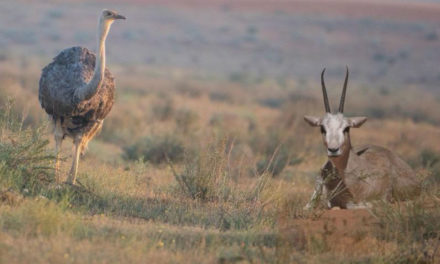 Young Arabian Oryx Safely Settled Back in Its Original Habitat South of Historic …