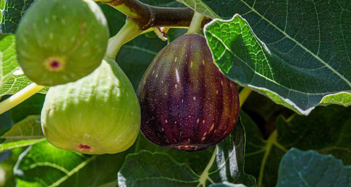 Saudi Arabia Achieves 111% Self-Sufficiency in Figs