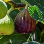 Saudi Arabia Achieves 111% Self-Sufficiency in Figs