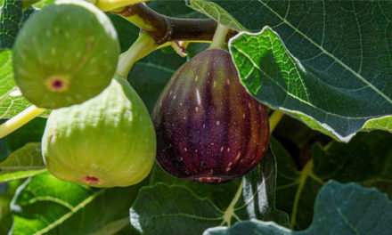 Saudi Arabia Achieves 111% Self-Sufficiency in Figs