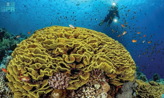 Jeddah Coral Reefs Spotlighted in Art Workshop