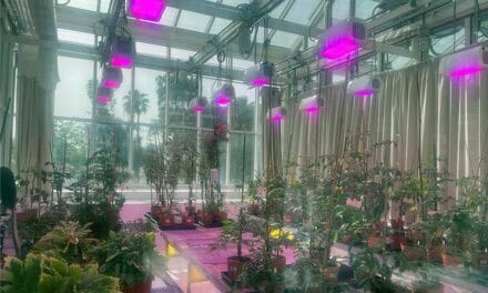 KAUST Nanotech Boosts Saudi Crop Yields by 200%