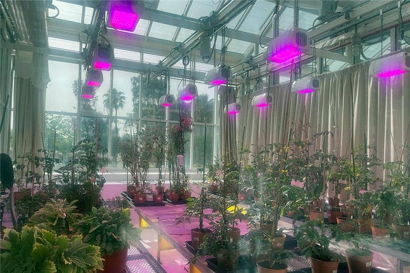 KAUST Nanotech Boosts Saudi Crop Yields by 200%