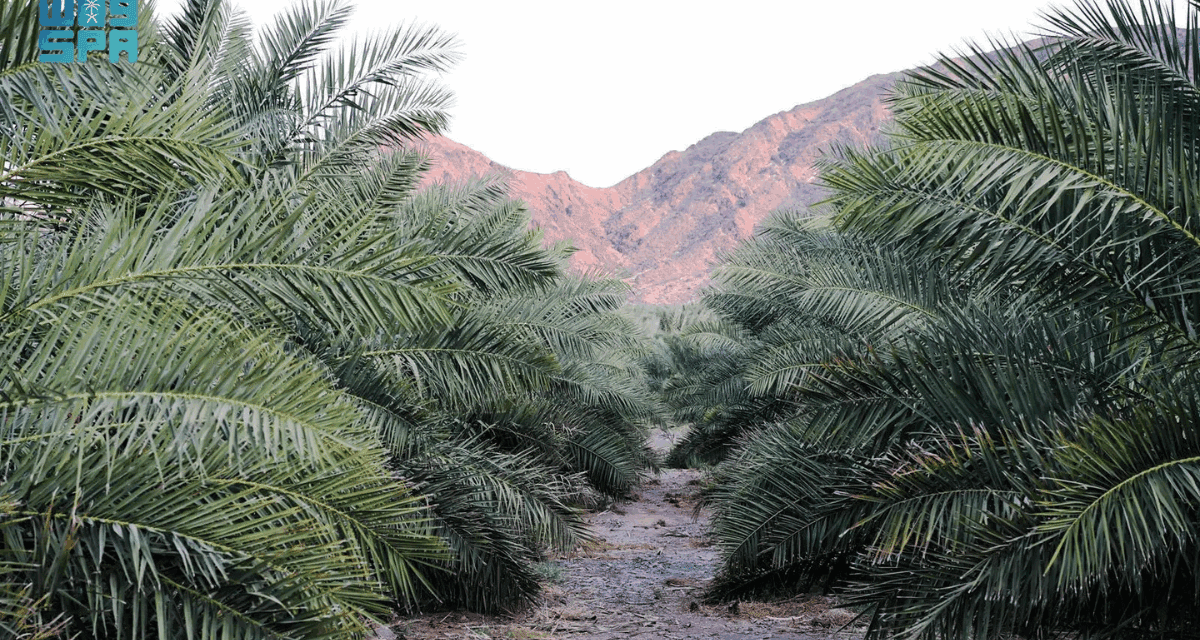 Medina Date Sector Offers Investment in Exports, Processing