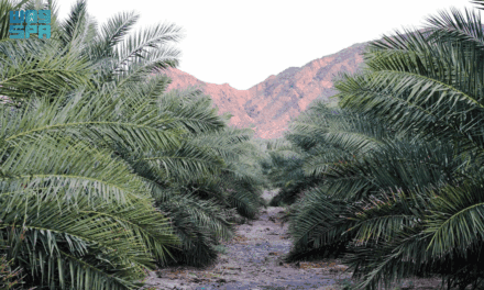 Medina Date Sector Offers Investment in Exports, Processing