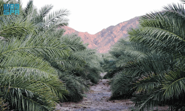 Medina Date Sector Offers Investment in Exports, Processing