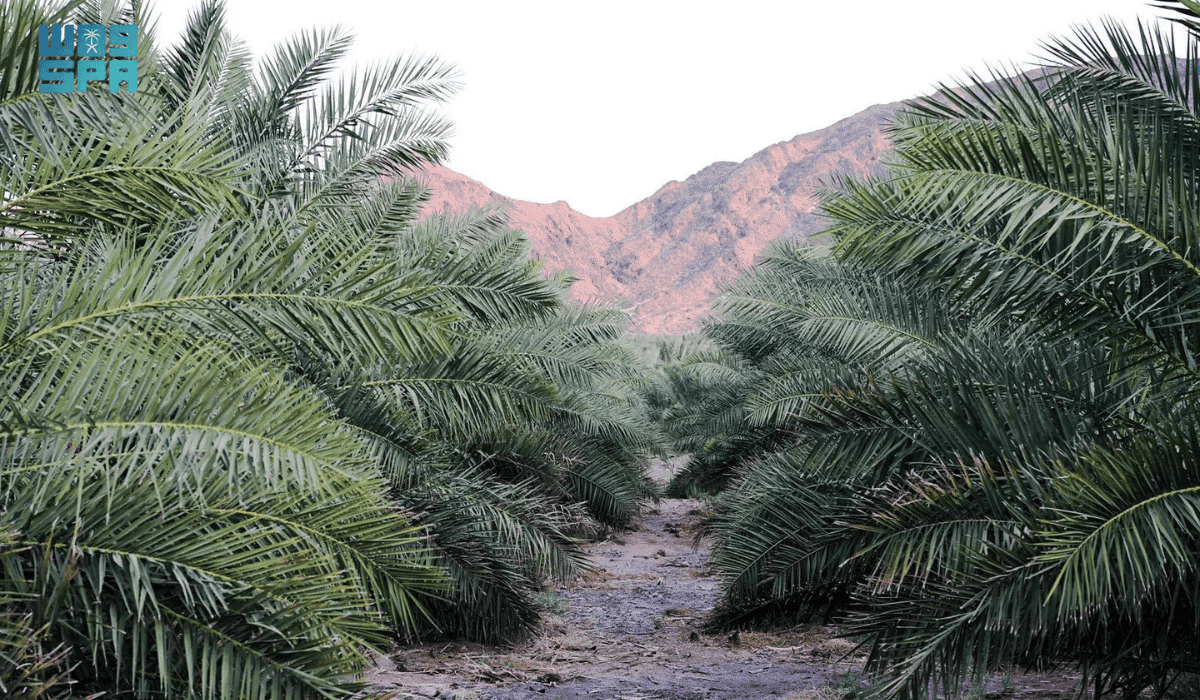 Madinah dates harvest