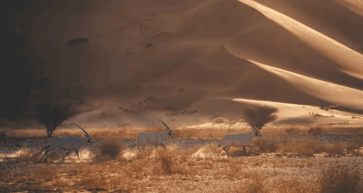 Uruq Bani Ma’arid Green List: Saudi Conservation Milestone