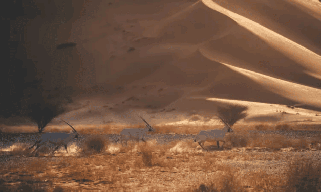 Uruq Bani Ma’arid Green List: Saudi Conservation Milestone