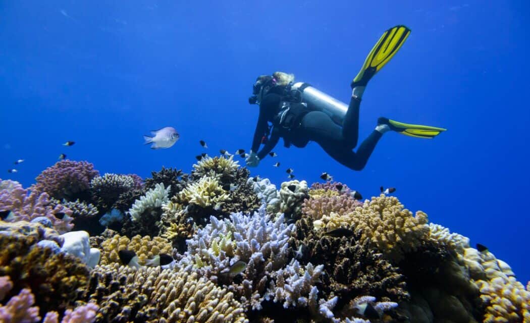 Coral Reef Conservation at Red Sea Global: Innovative Methods