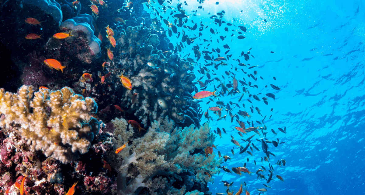 Red Sea Global Drives Urgent Push for Regenerative Tourism Investment