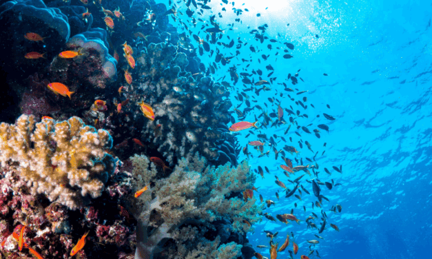 Red Sea Global Drives Urgent Push for Regenerative Tourism Investment