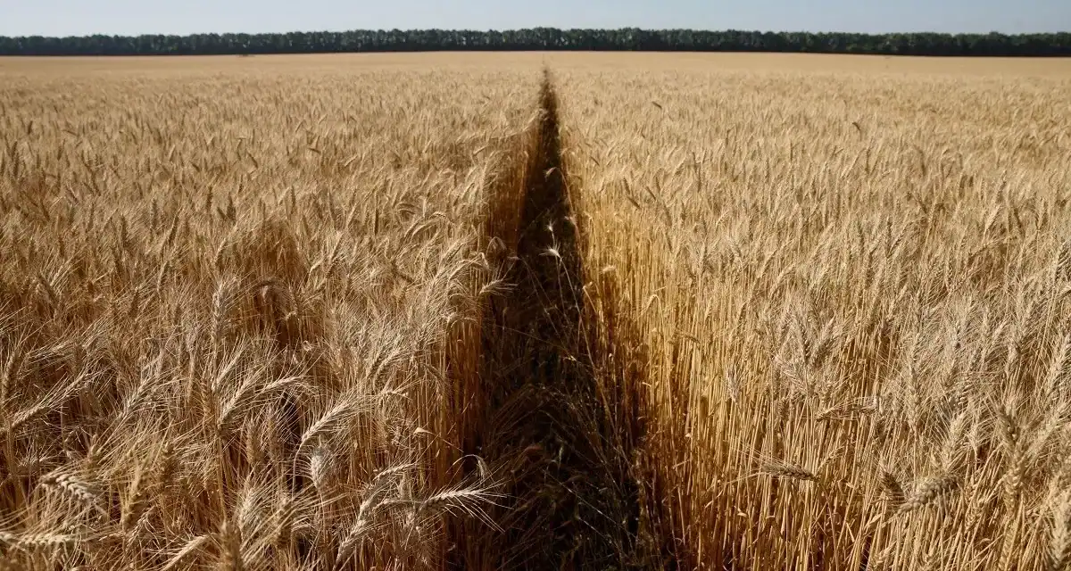 Wheat Production in Saudi Arabia Hits 8,000 kg/ha