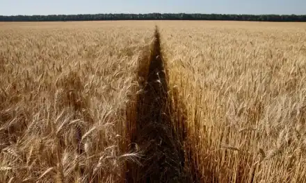 Wheat Production in Saudi Arabia Hits 8,000 kg/ha