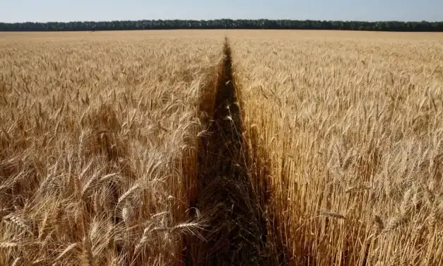 Wheat Production in Saudi Arabia Hits 8,000 kg/ha