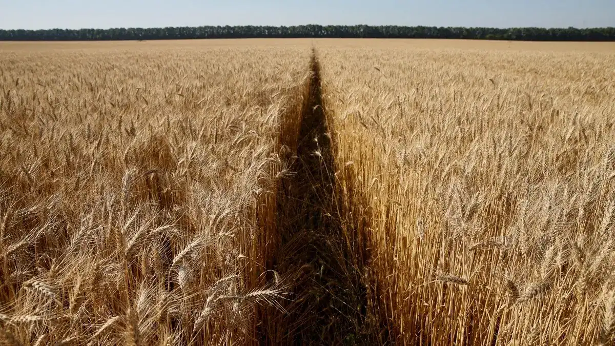 wheat production in Saudi Arabia
