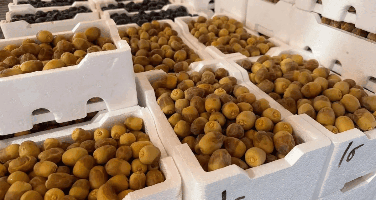 Early Madinah Dates Reach Saudi Markets as Harvest Season Begins