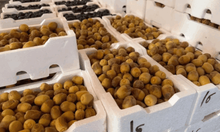 Early Madinah Dates Reach Saudi Markets as Harvest Season Begins