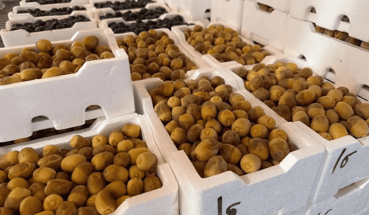 Madinah dates harvest