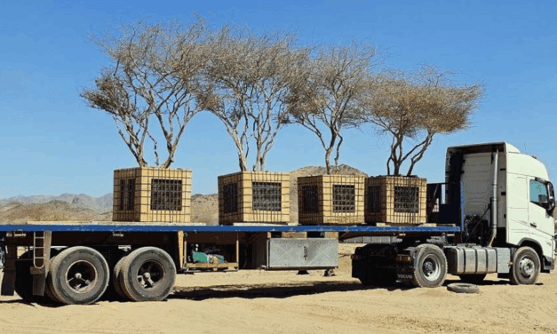 Ancient Trees Relocated in Madinah to Safeguard Vegetation
