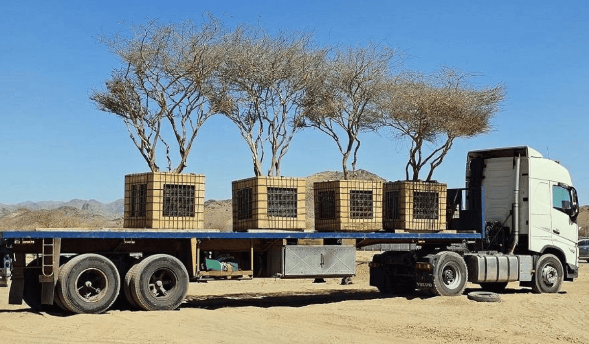 Ancient trees relocated in Madinah