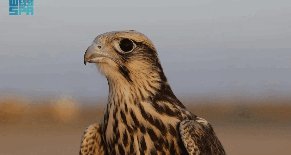 Saudi Falcons Club Al-Wakri Falcon Numbers Rise Through Haddad Program