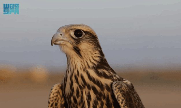 Saudi Falcons Club Al-Wakri Falcon Numbers Rise Through Haddad Program