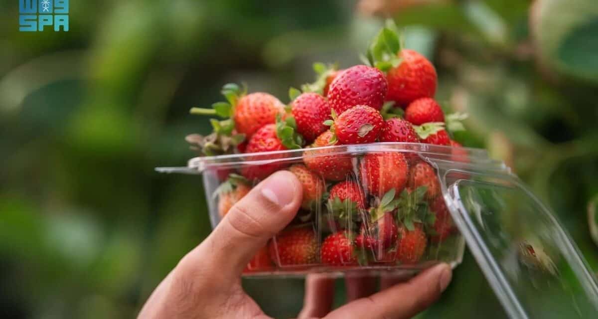 Al Ammariyah Strawberry Farms: Eco-Tourism Gem Near Riyadh