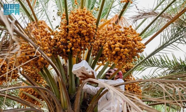 Al‑Aqiq Farmers Harvest 40 Tons from 1,600 Date Palm Farms
