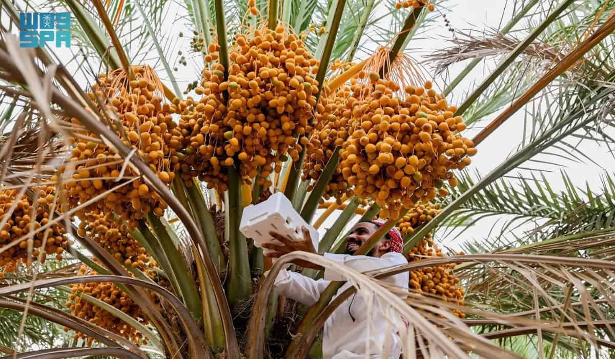 Al‑Aqiq date palm harvest