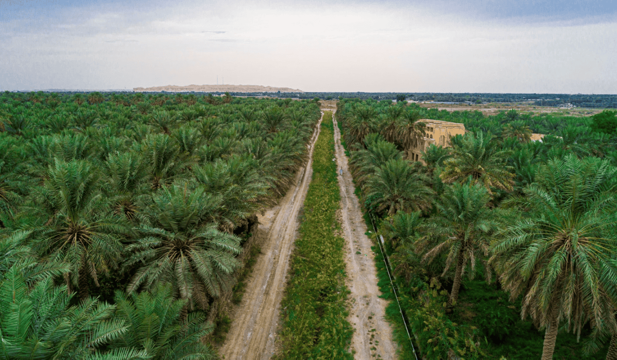 Al-Ahsa Rutab harvest 2025