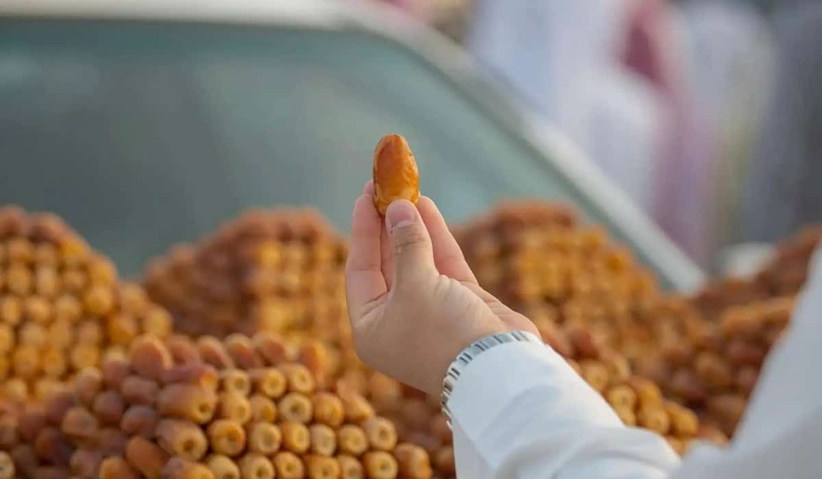 Qassim date harvest