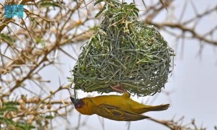 Golden Weaver Bird: Nature’s Nest Engineer Thrives in Asir