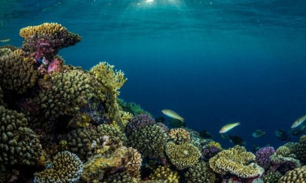 KAUST Taps AI to Revolutionize Coral Reef Conservation