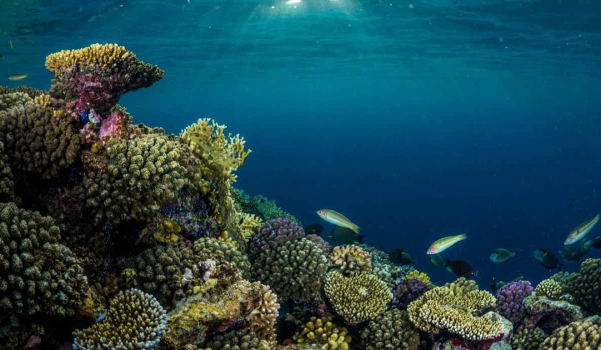 KAUST coral AI project