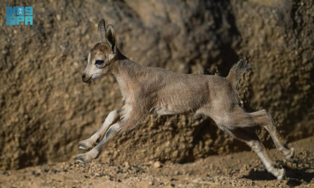 Nubian Ibex Born in Saudi Royal Reserve in Key Conservation Milestone