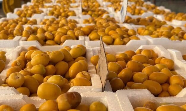 Riyadh Fuels Early Saudi Date Harvest with 8M Palms, 80 Varieties