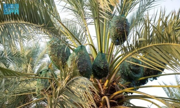 “Tutfish” Tradition Preserves Al-Madinah’s Premium Date Harvest