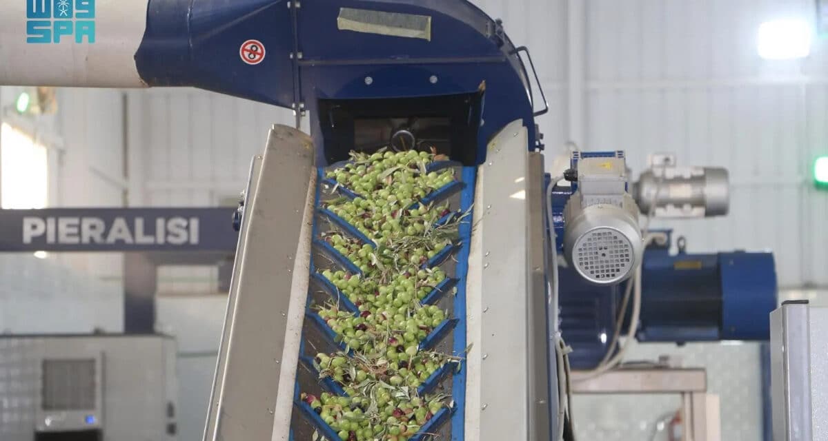 Al-Jouf Olive Presses Expand to Meet Rising Farmer Demand