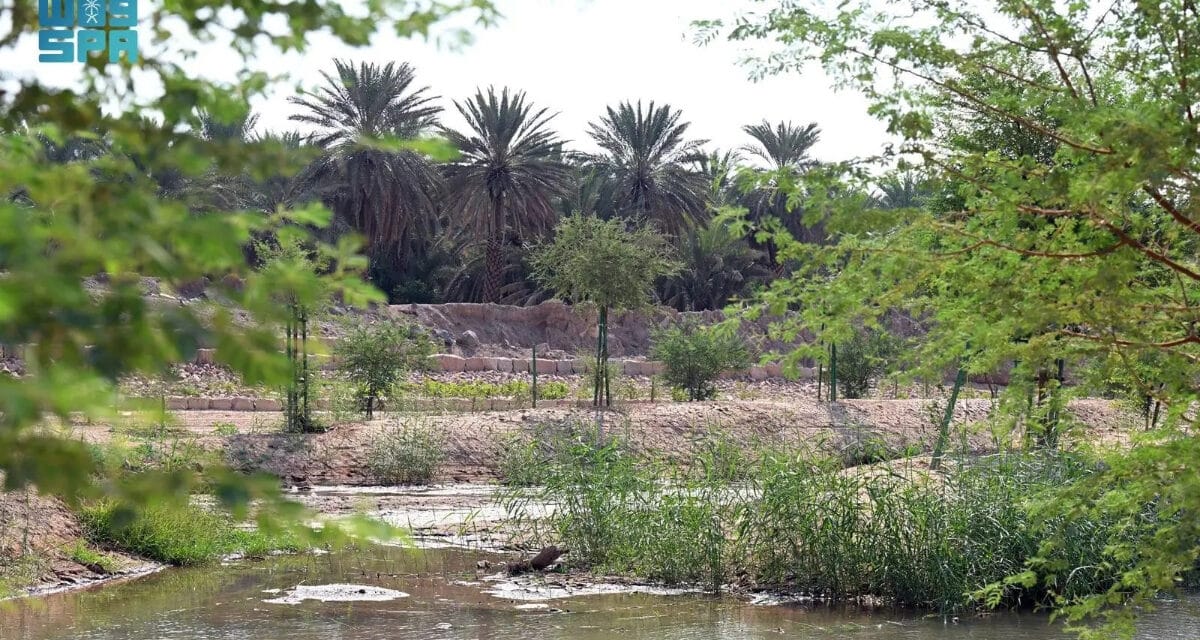 Wadi Qanah Revitalized as Madinah’s Historic Green Landmark